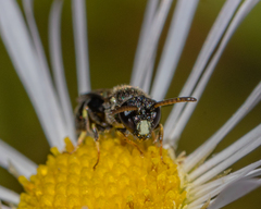 Hylaeus punctatus