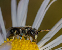 Hylaeus punctatus