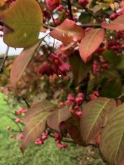 Euonymus