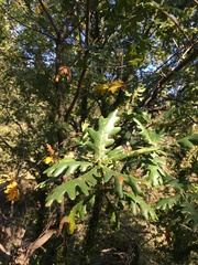 Quercus frainetto