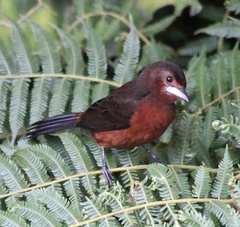 Ramphocelus carbo