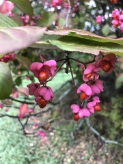 Euonymus