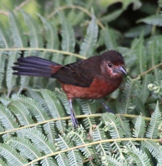 Ramphocelus carbo