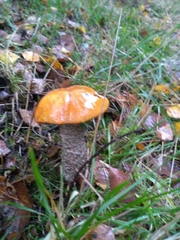 Leccinum versipelle