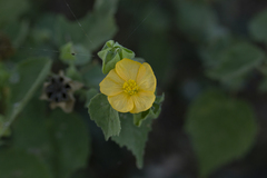 Abutilon berlandieri