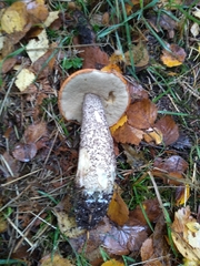 Leccinum versipelle