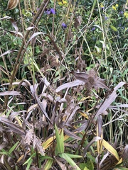 Chasmanthium latifolium