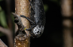 Capnodis tenebrionis
