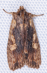 Lithophane hemina