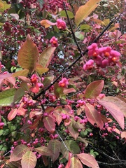 Euonymus