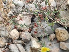 Fumana ericifolia