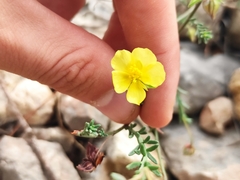 Fumana ericifolia