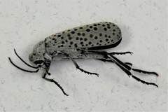 Epicauta maculata