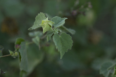Abutilon berlandieri