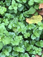 Geranium carolinianum