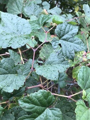 Ampelopsis glandulosa