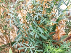 Ruta angustifolia