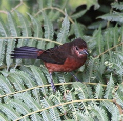 Ramphocelus carbo