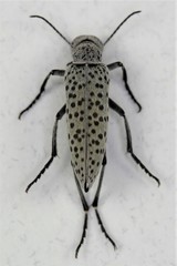 Epicauta maculata