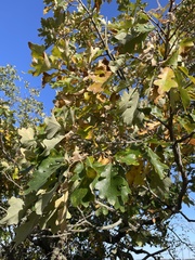 Quercus robur