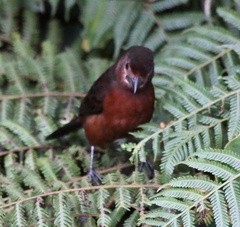 Ramphocelus carbo