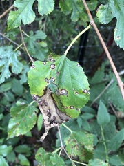 Cercospora moricola