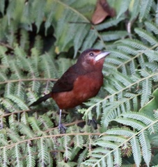 Ramphocelus carbo