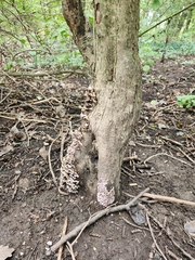 Chondrostereum purpureum