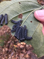 Phosphila turbulenta