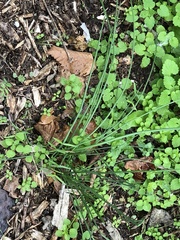 Allium vineale
