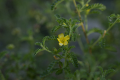 Turnera diffusa