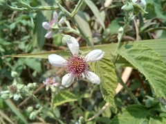 Rubus rigidus