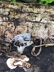 Auricularia angiospermarum