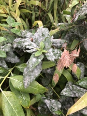 Erysiphaceae