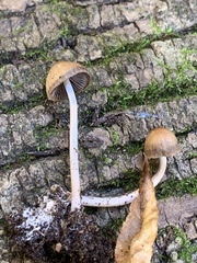 Psathyrella