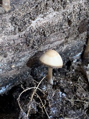Psathyrella