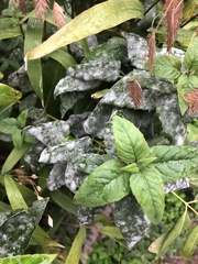 Erysiphaceae