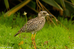 Burhinus capensis capensis