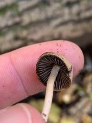 Psathyrella