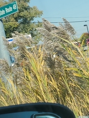 Phragmites australis