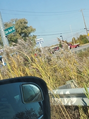 Phragmites australis