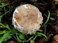 Chlorophyllum brunneum