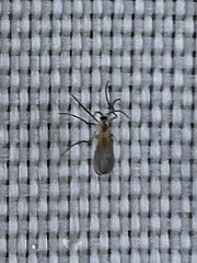Cecidomyiidae