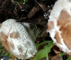 Chlorophyllum brunneum