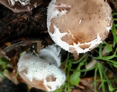 Chlorophyllum brunneum
