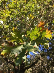 Quercus pubescens