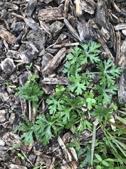 Callirhoe involucrata