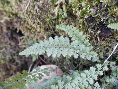 Asplenium fontanum fontanum