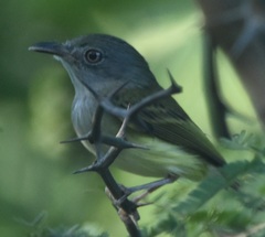 Oncostoma cinereigulare