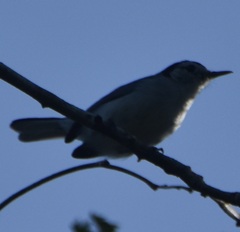 Polioptila bilineata